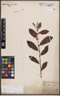Foto von Salix cinerea L.